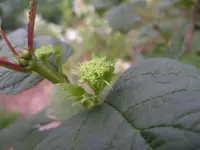 IMGP6849.webp