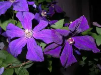 IMGP6843.webp