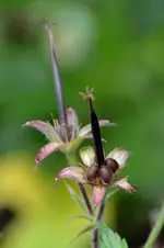 Samenstand Storchenschnabel_14639.webp