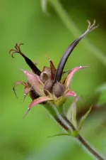 Samenstand Storchenschnabel_14645.webp