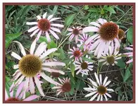 101.webp