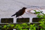 Amsel-date_00055.JPG