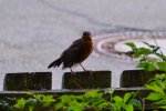 Amsel-date_00057.JPG