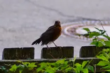 Amsel-date_00057.webp