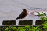 Amsel-date_00059.JPG