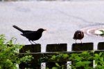 Amsel-date_00060.JPG