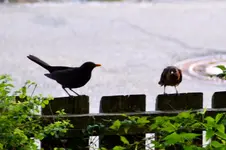 Amsel-date_00060.webp