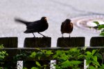 Amsel-date_00062.JPG