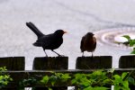 Amsel-date_00063.JPG