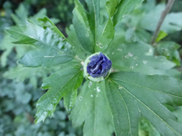 P1170635.webp