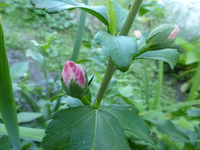 P1170614.webp