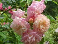 SAM_5129.webp