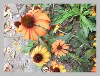 030.webp