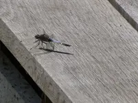 P1020331.webp