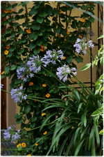 Agapanthus.webp