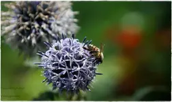Biene auf Kugeldistel.webp