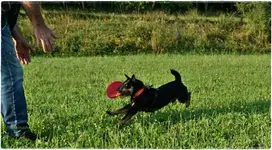 Branko (1).webp
