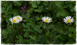 Gänseblümchen.webp