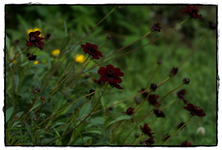Schokiblume.webp