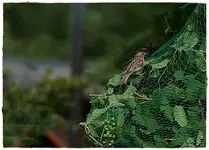 Spatz.webp