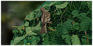 Sperling oder Hausspatz.webp