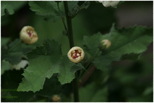 Stockrose Parkallee (1).webp