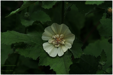 Stockrose Parkallee (2).webp