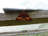 P1170931.webp