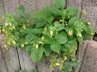 k-P1080174.webp