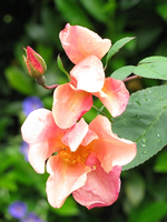 mutabilis_.webp