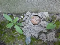 P1170714.webp