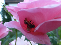 P1170691.webp