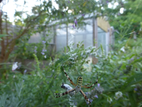 P1170811.webp