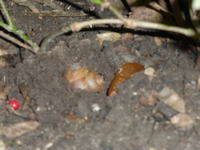 P1170348.webp