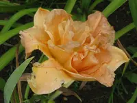 sil.jim terry_1024x768.webp