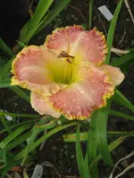singular sensation2_576x768.webp