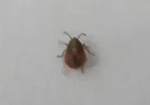 Käfer (1).webp