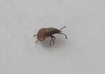 Käfer (2).webp
