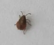 Käfer (3).webp