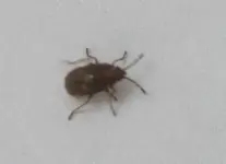 Käfer (4).webp