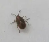Käfer (6).webp