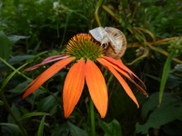 P1170433.webp