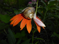 P1170434.webp