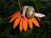 P1170435.webp