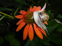 P1170437.webp