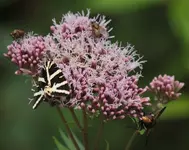 reges Treiben 140803.webp