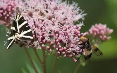 Schmetterling_Biene.webp