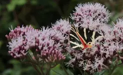 Schmetterling_Dost.webp