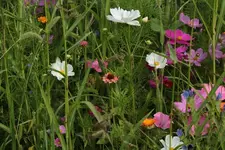 Maisfeld_1.webp
