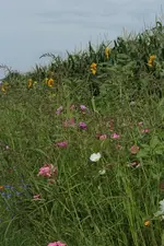 Maisfeld_2.webp